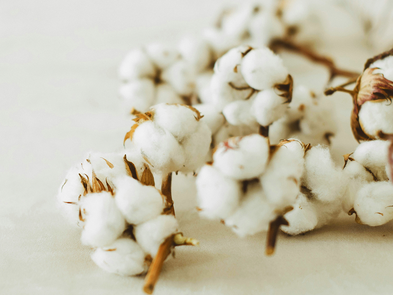 Nahaufnahme von Baumwollzweigen aus reiner Bio-Baumwolle – nachhaltiges Naturmaterial für Kuscheldecke für Baby von Merle Toys.